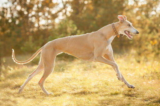 Een prachtige vrouwelijke greyhound, pronkend met haar mooie lange lichaam en staart