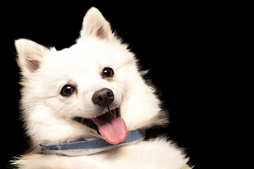 Een close up van de mooie kraalogen en spitse oren van een japanse keeshond