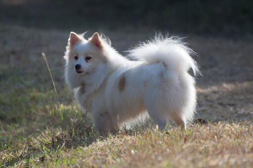 Een gezonde volwassen japanse keeshond met een dikke zachte vacht en een borstelige staart