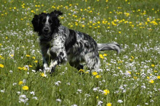 Een grote munsterlander genietend van een wandeling door een veld met wilde bloemen