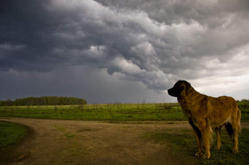 Een leonberger die zijn gespierde lichaamsbouw laat zien