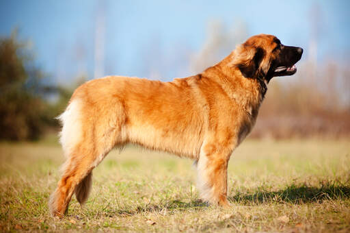 Een prachtige mannelijke volwassen leonberger, pronkend met zijn mooie, sterke lichaamsbouw