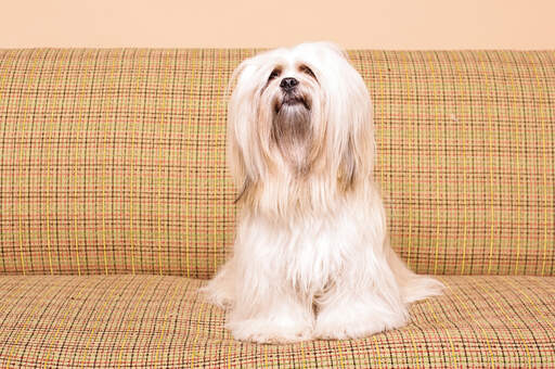 Een lhasa apso met een mooie, lange, zachte vacht, zittend op de bank