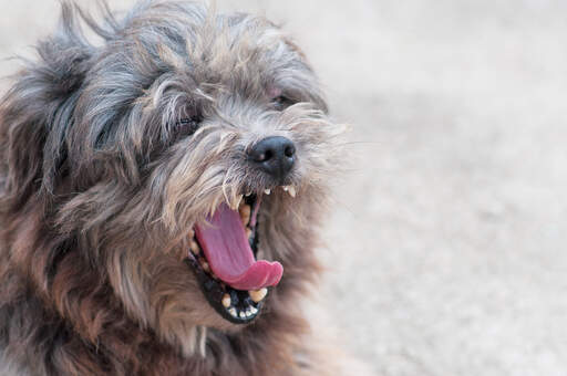 Een volwassen lhasa apso geeuwt, pronken met zijn mooie, kleine tanden