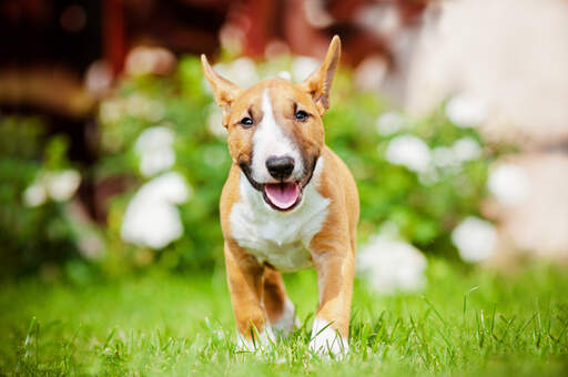 Een lieve, jonge volwassen miniatuur bull terrier met een mooie, zachte vacht