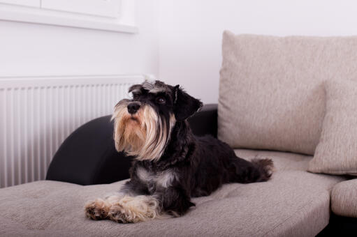 Een dwergschnauzer met een mooie, lange baard, liggend op de bank