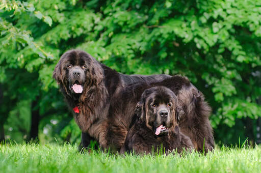 Twee prachtige volwassen newfoundlands, samen rustend in het gras