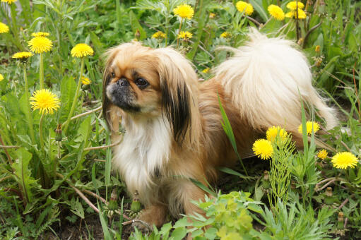 Een jonge pekingees met een mooie borstelige staart en Goed verzorgde oren