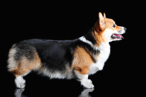 Een pembroke welsh corgi's prachtige, lange lichaam en korte poten