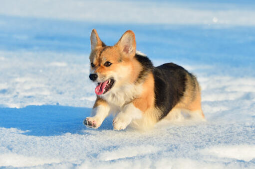 Een pembroke welsh corgi rent op volle snelheid door de Snow