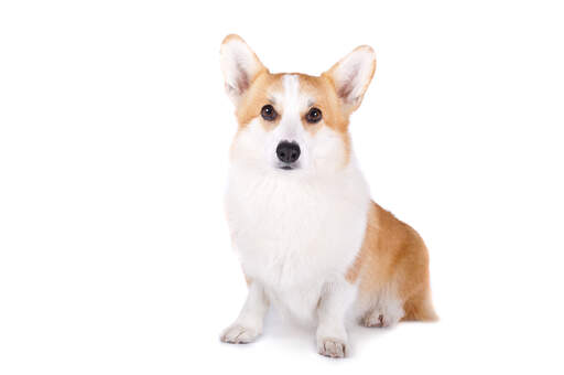 Een mooie volwassen pembroke welsh corgi die netjes zit met zijn oren gespitst