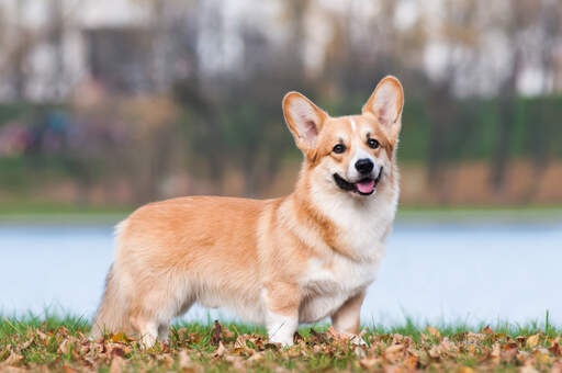 Een prachtige pembroke welsh corgi, die pronkt met zijn korte poten en mooie, lange lichaam