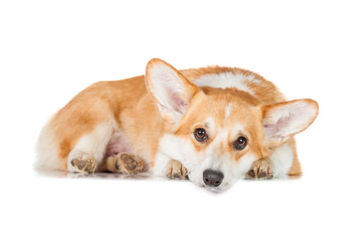 Een close up van de mooie grote oren en zachte vacht van een pembroke welsh corgi