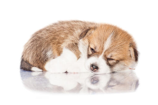 A GorGeoons kleine pembroke welsh corgi doet een dutje