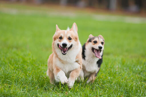 Twee, gezonde, volwassen pembroke welsh corgis die samen van wat beweging genieten