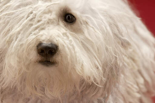 Een close up van een komondor's mooie zachte, witte vacht en zwarte ogen