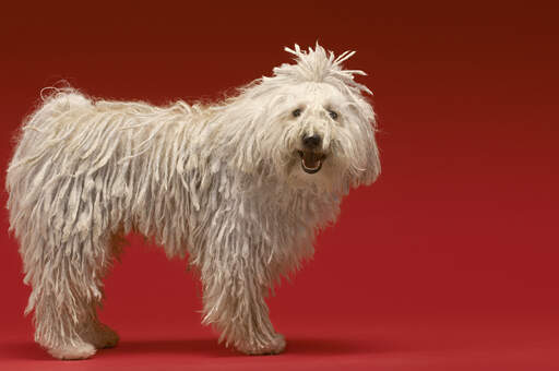 Een gezonde volwassen komondor met een prachtig verzorgde dikke, witte vacht