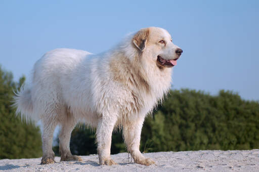 Een gezonde, sterke, volwassen pyreneese berghond die rechtop staat