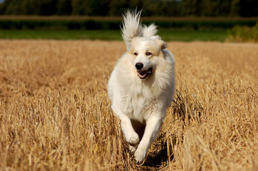 Een prachtige pyreneese berghond galopperend over een veld