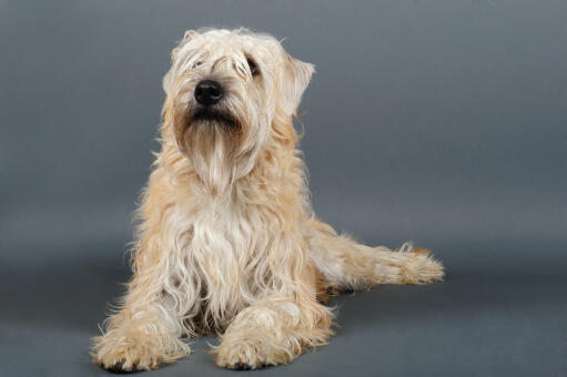 Ierse soft deals coated wheaten terrier