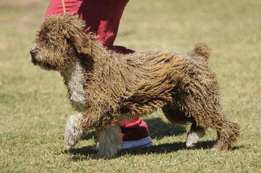 Een mooie show spaanse waterhond met een korte borstelige staart