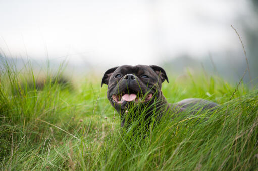 Een zwarte staffordshire bull terrier rustend in het lange gras