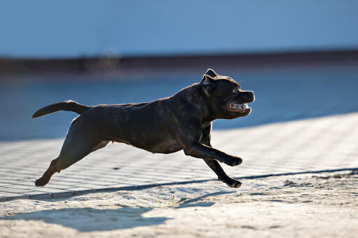 Een gezonde vrouwelijke staffordshire bull terrier die op volle snelheid