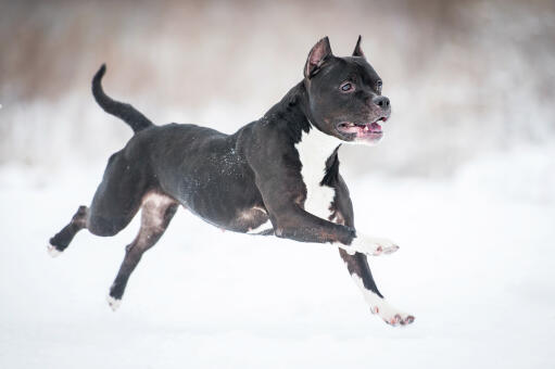 Een gespierde staffordshire bull terrier die door de Snow