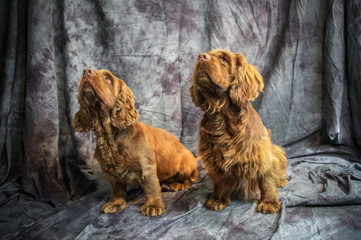 Twee prachtige kleine sussex spaniels zitten geduldig te wachten op wat aandacht