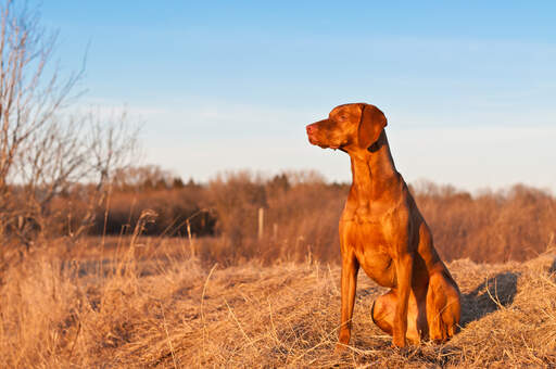 Een mooie, rode vizsla die heel hoog zit, wachtend op een commando