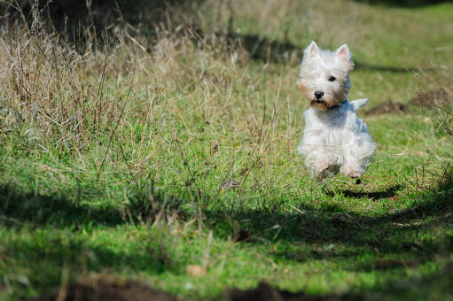 Een gezonde, jonge west highland terrier die door het gras huppelt