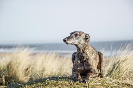 Een volwassen, volwassen whippet die netjes op de zandduinen ligt