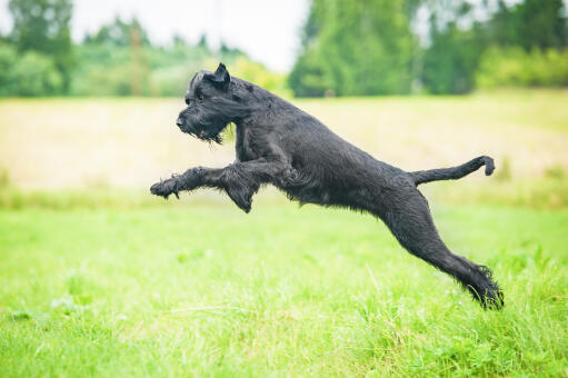 Giant-schnauzer-springende