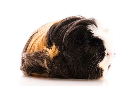 Een coronet cavia's prachtige lange zwart wit en gember vacht