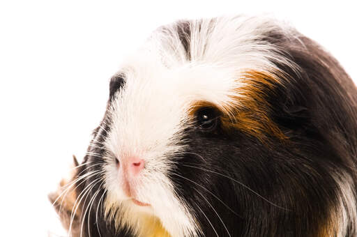 Een close up van de mooie donkere ogen van een coronet cavia