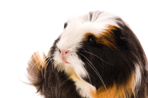 Een close up van de mooie kleine roze neus van een coronet cavia