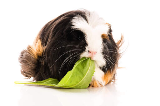 Een lieve kleine coronet cavia kauwend op een blad