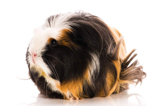 De mooie lange zachte vacht van een coronet cavia