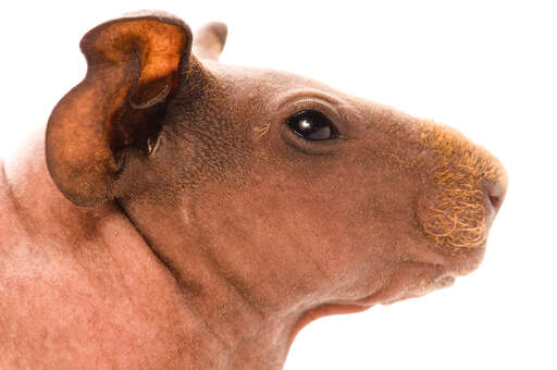 Een close up van een magere cavia's mooie kleine harige neus