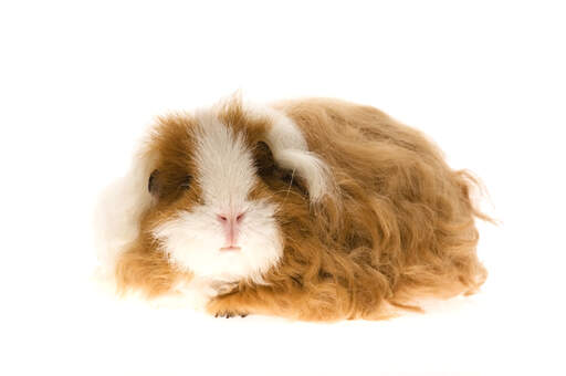 Een mooie kleine texel cavia met lange zachte bruine vacht