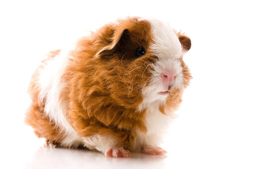 Een close up van een texel cavia's mooie roze neus