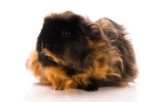 Een prachtige kleine texel cavia met lange donkere en rode vacht