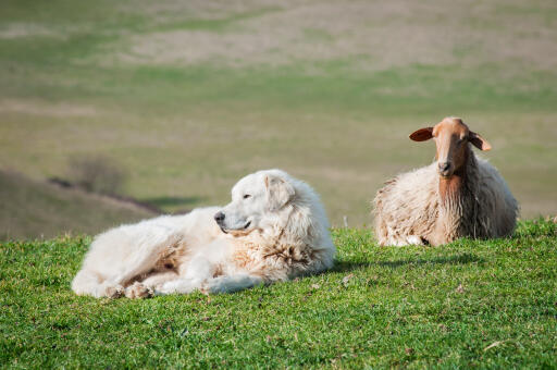 Maremma-schapen-hond-schapen