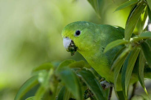Een mooie blauw gevleugelde papagaai, etend in een boom