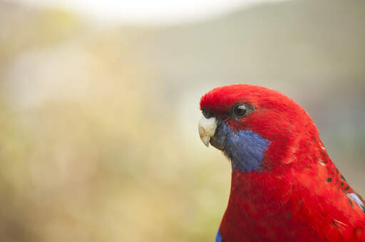 Een close up van de mooie, blauwe wangveren van een karmozijnrode rosella