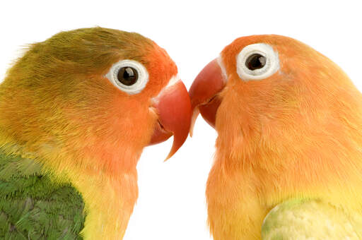 Een close up van twee perzikkleurige parkieten met hun mooie ogen en rode snavels