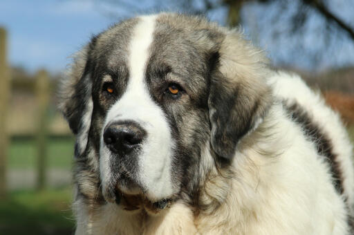 Pyrenees-mastiff-gezicht