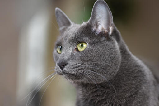Een alerte korat kat met grote oren