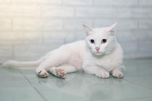 Khao manee kat liggend op een tegelvloer