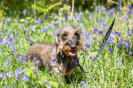 Hond wandelend met zijn luipaard design harnas